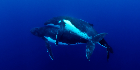 This is the first time Humpback Whale, Megaptera novaeangliae, mating has ever been documented. Photo / Jason Edwards