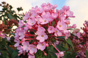 Brighten your garden with the colourful flowers of the Himalayan Luculia. Photo / Supplied