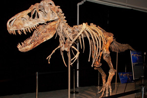 The fossil of a Tyrannosaurus bataar dinosaur at the center of the lawsuit. Photo /AP