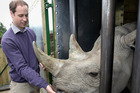 Prince William, the Duke of Cambridge, feeds a 5-year-old black rhino called Zawadi. Photo / AP Prince William, the Duke of Cambridge, feeds a 5-year-old black rhino called Zawadi. Photo / AP