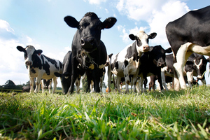 Experts expect volatility to return to dairy prices before a recovery later in the year. Photo / Christine Cornege