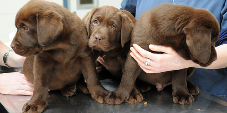 Three of the puppies from the Guys' labrador, Katie. Eight were born and three went missing on the night of Guy's murder. Photo / Ross Setford