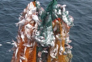 Commercial fishermen say snapper stocks in Northland area are in great shape and there is no need for the proposed marine protection area.
