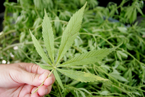 New Zealand tops the world for marijuana use, according to a United Nations report. Photo / File.