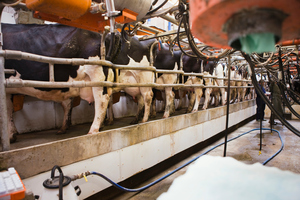 Farmers will be closely watching Wednesday's dairy auction for signs that the market has stabilised. Photo / Thinkstock