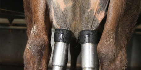 DairyNZ estimates that mastitis costs the industry about $280 million a year. Photo / NZH