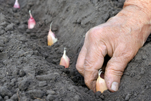 Make sure your soil is well-prepared before you try to grow garlic. Photo / Thinkstock 