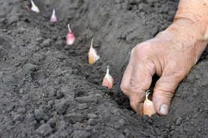 Make sure your soil is well-prepared before you try to grow garlic. Photo / Thinkstock