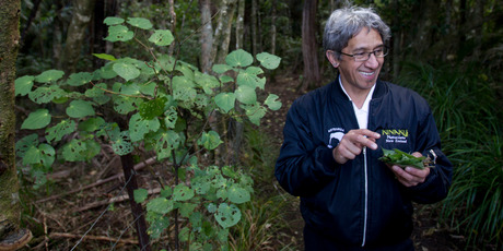 Charles Royal, who will be doing cooking with native kai for Matariki at an event in Muriwai this weekend, forages for food in the bush. Photo / Kellie Blizard