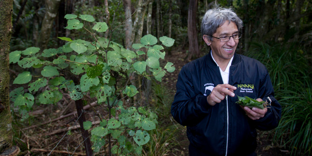 Charles Royal, who will be doing cooking with native kai for Matariki at an event in Muriwai this weekend, forages for food in the bush. Photo / Kellie Blizard