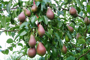 Winter is the time to get planting your fruit trees to reap the sweet rewards later. Photo / Dannevirke News