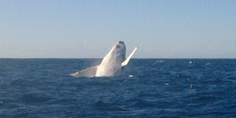 Two Humpback whales popped up to say hello to Whangarei angler Neville Pattinson and his friend Kerry Pullan last week. Photo / Neville Pattinson
