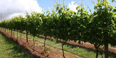 The wines Cliff Hart has sent from obscure boutique wineries haven't really warranted a mention, until now. Photo / Thinkstock
