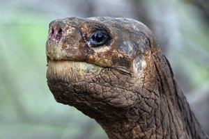 Lonesome George was the last known individual of the Pinta Island Tortoise species. Photo / AFP