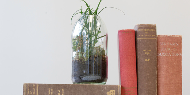 Justin Newcombe's DIY terrarium. Photo / Richard Robinson