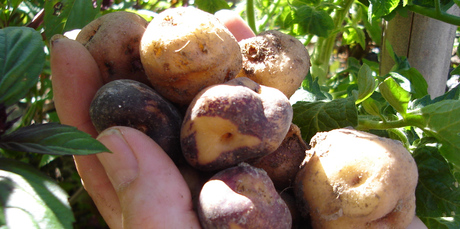 Some days are suited to planting potatoes, like these Maori varieties. Photo / Meg Liptrot