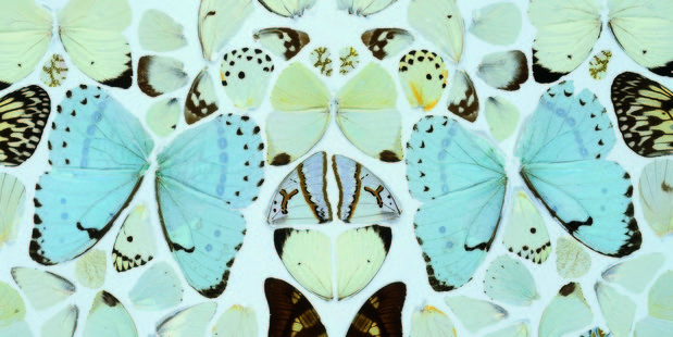 Sympathy in White Major - Absolution 2006 by Damien Hirst. Photo / Geoff Cumming