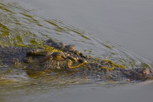 Saltwater crocodiles were down to 3000 when they became protected in 1971. Photo / Tourism Northern Territory