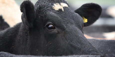 Dairy farmers will be able to realise cash for the economic interest of their shares while maintaining full control of Fonterra. Photo / Mark Mitchell