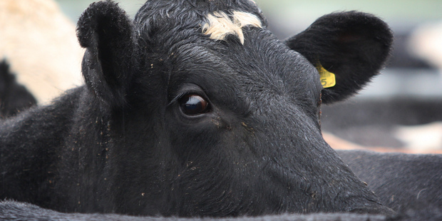 Dairy farmers will be able to realise cash for the economic interest of their shares while maintaining full control of Fonterra. Photo / Mark Mitchell