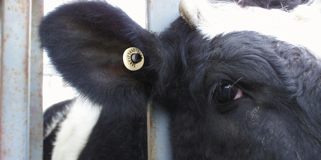 A radio frequency identification tag used to track cattle as part of the National Identification Animal Tracing scheme. Photo / Supplied