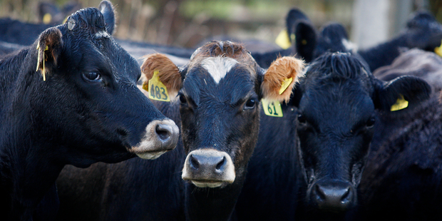 Fonterra is responsible for about 30 per cent of the world's dairy exports. Photo / Christine Cornege