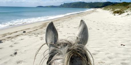 Pakiri Beach Horse Rides. Photo / Supplied