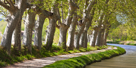 The curve of France's Canal du Midi is etched out by two rows of plane trees. There are said to be 45,000 between the Mediterranean port of Sete and the city of Toulouse. Photo / Thinkstock