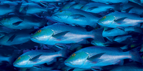 The movement's key focus will be reducing overfishing and pollution, and increasing aquaculture. Photo / Thinkstock
