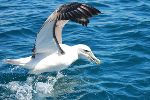 An albatross. Photo / Jill Worrall