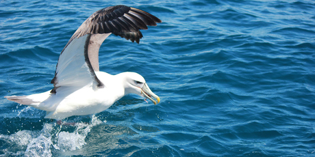 An albatross attempts a getaway with some squid. A few seconds later it was tackled by another bird and a short but determined struggle followed. Photo / Jill Worrall