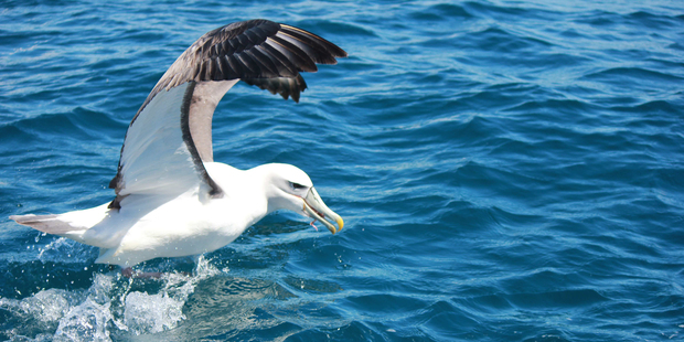 An albatross attempts a getaway with some squid. A few seconds later it was tackled by another bird and a short but determined struggle followed. Photo / Jill Worrall