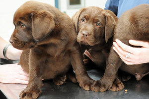 Three of the puppies owned by murdered farmer Scott Guy. Photo / File photo