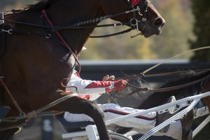 Cowgirls N Indians (outer) may be retired to the broodmares' paddock. Photo / Thinkstock