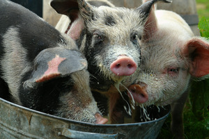 Some charities want to hog the whole rebate as well as the donation. Photo / Thinkstock
