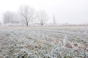 The winter has been beautiful, despite the frosts. Photo / Thinkstock