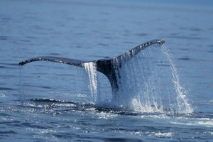 Photo / Thinkstock