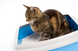 Humans run the risk of infection when they clean out their cats' litter boxes. Photo / Thinkstock