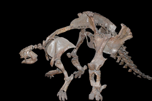 The characteristic feature of this long-lived family was their upper dorsal shell made of scutes.