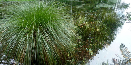 Carex virgata is great for planting on the edges of streams and swamps. Photo / Meg Liptrot