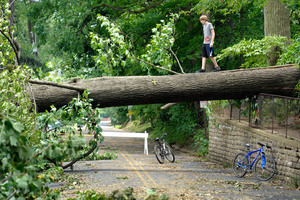 Tyler Taylor, 14, walks across a large downed tree in his hometown of Falls Church, Virginia. Photo / AP