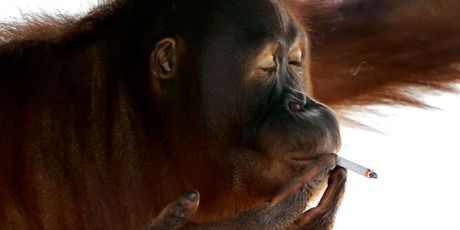 Tori the orang-utan smokes a cigarette. Photo / AP