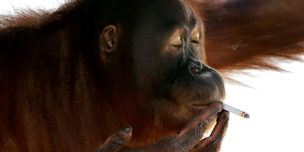 Tori the orang-utan smokes a cigarette. Photo / AP