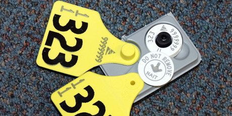 A radio frequency identification tag used to track cattle as part of the National Identification Animal Tracing scheme. Photo / Wanganui Chronicle