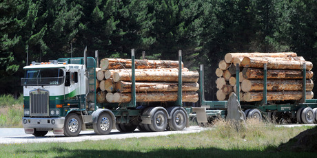 The Forest Owners Association said yesterday's announcement would not stimulate the new carbon-absorbing forestry planting the country needed. Photo / Ross Setford
