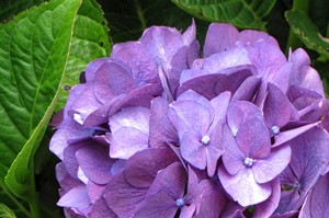 Hydrangeas come in shades from crystal whites, apple greens and deep blues to pinks, reds and maroons. Photo / Bay of Plenty Times