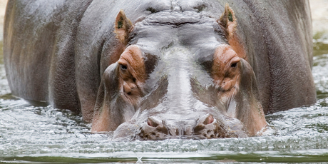 Faith, a hippopotamus at Auckland Zoo, heads into the water. Photo / Paul Estcourt