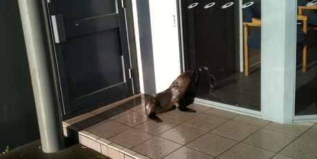 A seal ended up wandering around Penrose today after heavy rains. Photo / Neil Fieldsend