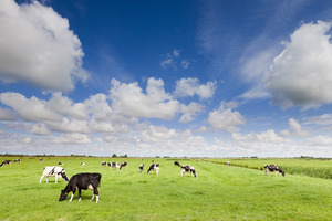 Photo / Thinkstock