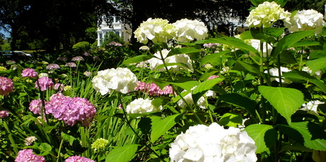 Proper pruning should see your hydrangeas looking like this in summer. Photo / Meg Liptrot